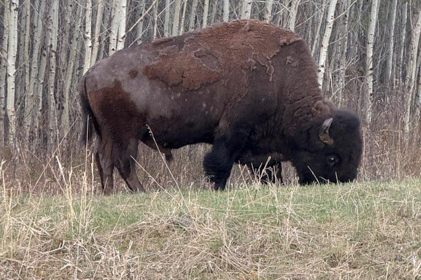 Explore Waterton National Park from Calgary Day Guided Tour 4