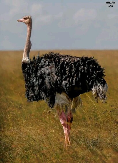 Picture 5 for Activity Half day guided tour to Maasai Ostrich Farm from Nairobi 5