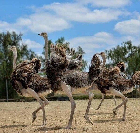 A group of ostriches running on a dirt path. 4