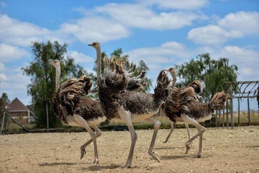 Picture 1 for Activity Half day guided tour to Maasai Ostrich Farm from Nairobi 4