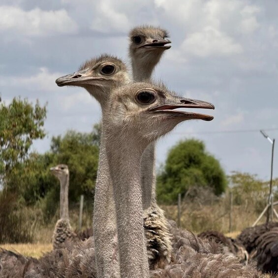 Three ostriches in a natural setting with trees and a fence in the background. 3