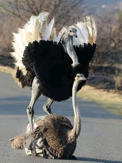 Picture 3 for Activity Half day guided tour to Maasai Ostrich Farm from Nairobi 3
