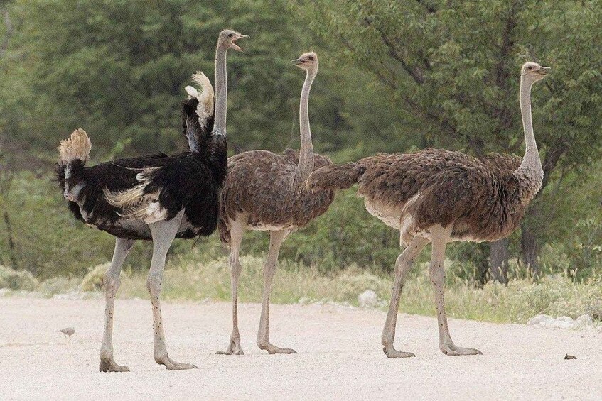 Half day guided tour to Maasai Ostrich Farm from Nairobi 1