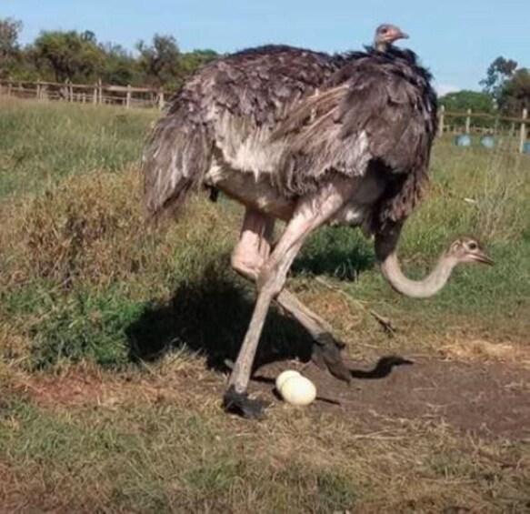 An ostrich walking in a grassy field with a fence in the background. 2