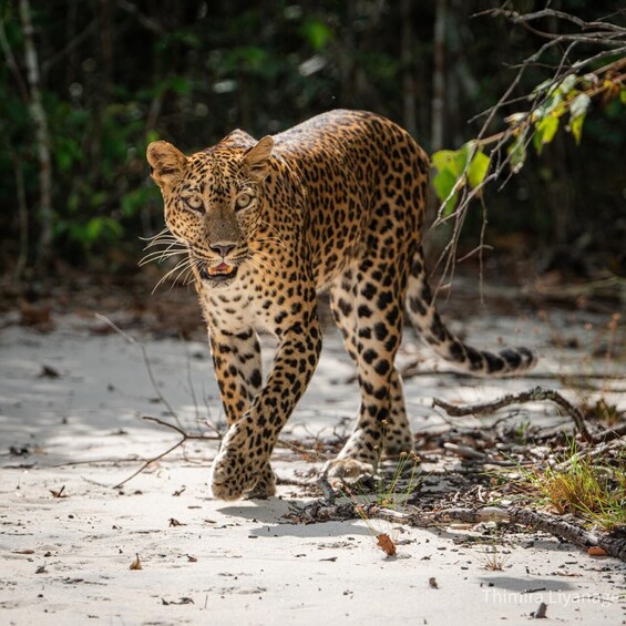 Picture 1 for Activity Wilpattu National Park: Private Safari 5