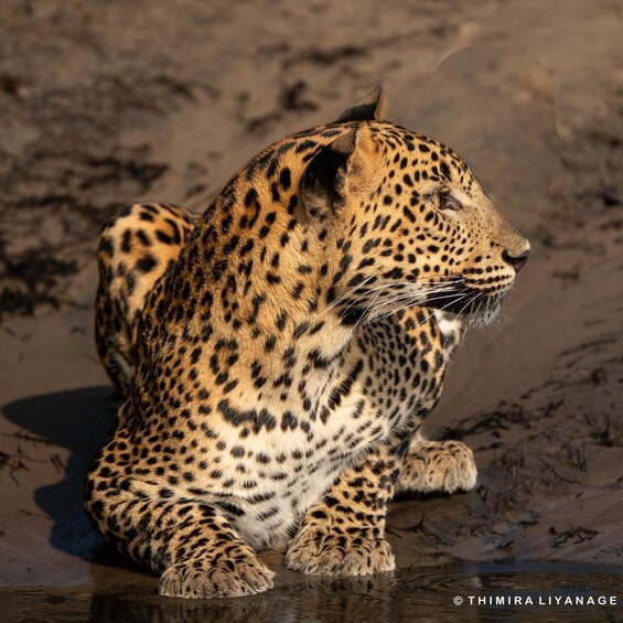 Picture 21 for Activity Wilpattu National Park: Private Safari 3