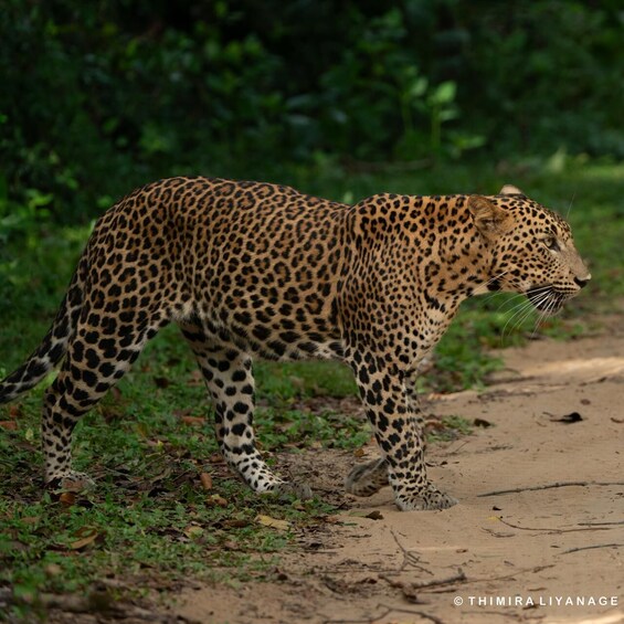 Picture 23 for Activity Wilpattu National Park: Private Safari 2