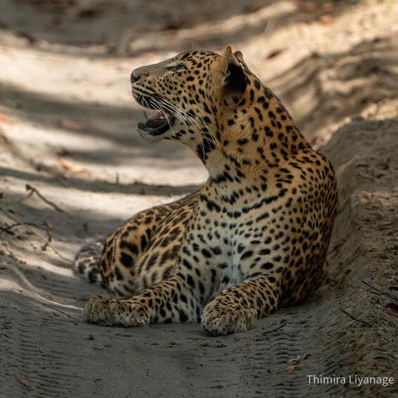 Picture 17 for Activity Wilpattu National Park: Private Safari 4