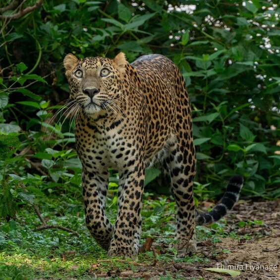 Wilpattu National Park: Private Safari 1