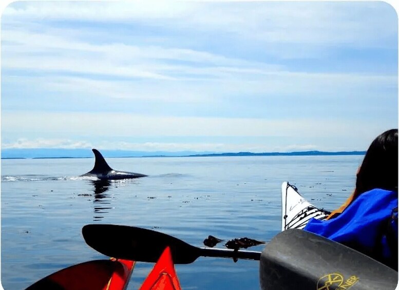 A kayak on calm water with a whale in the distance. 5