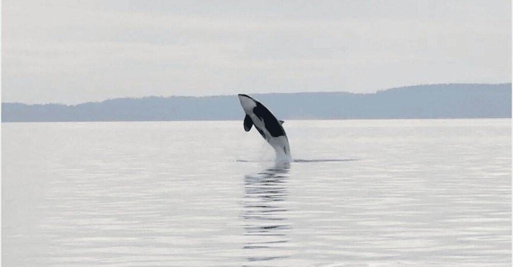 A whale breaching the water's surface. 4