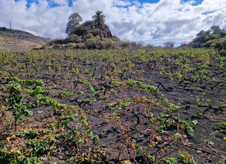 Picture 5 for Activity Private Excursion: Gran Canaria Highlights & Wine Tour 3