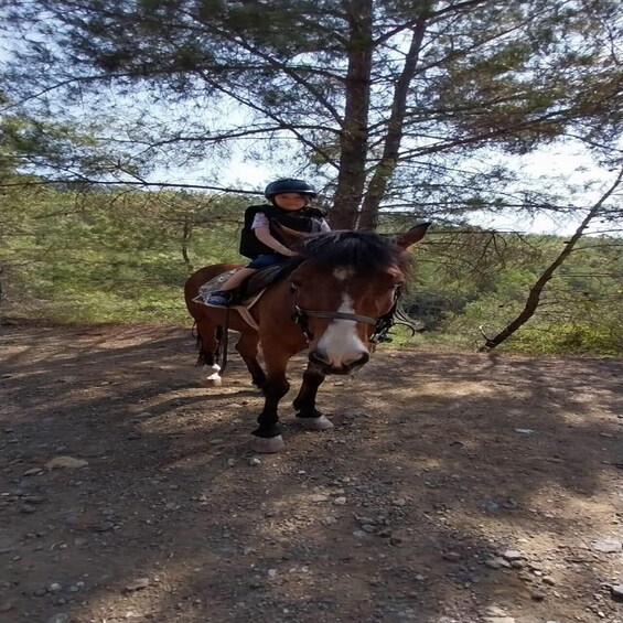 A person riding a horse on a dirt path surrounded by trees. 4