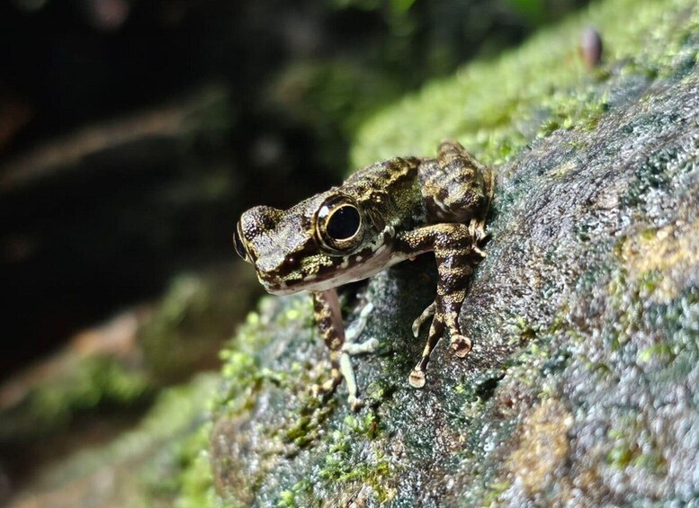 A frog on a mossy rock. 5