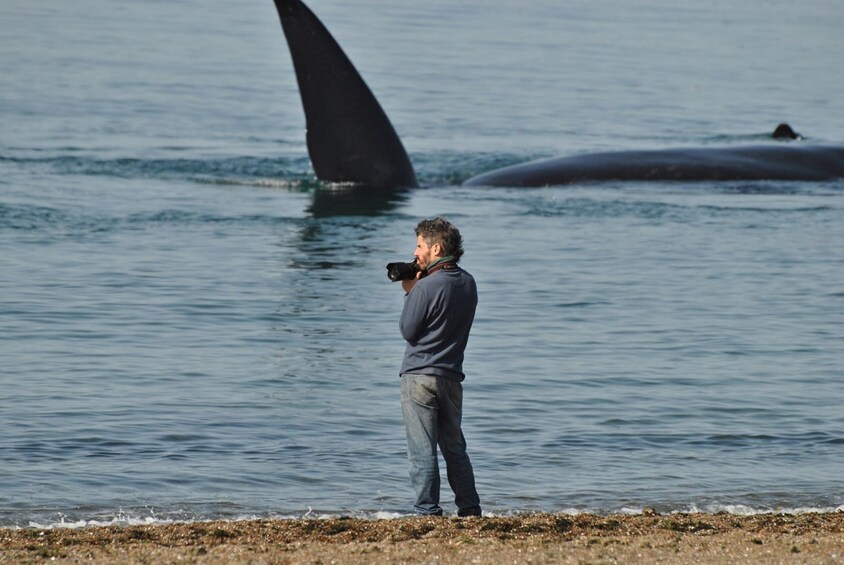 Une personne prend une photo d’une baleine, dont on peut voir la grande nageoire caudale à la surface de l’eau. 1