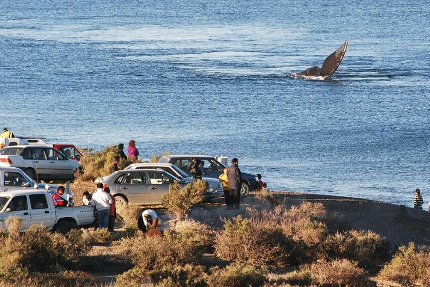 Un groupe de personnes et de véhicules se trouve près d’une étendue d’eau, et on peut apercevoir une baleine au loin. 5