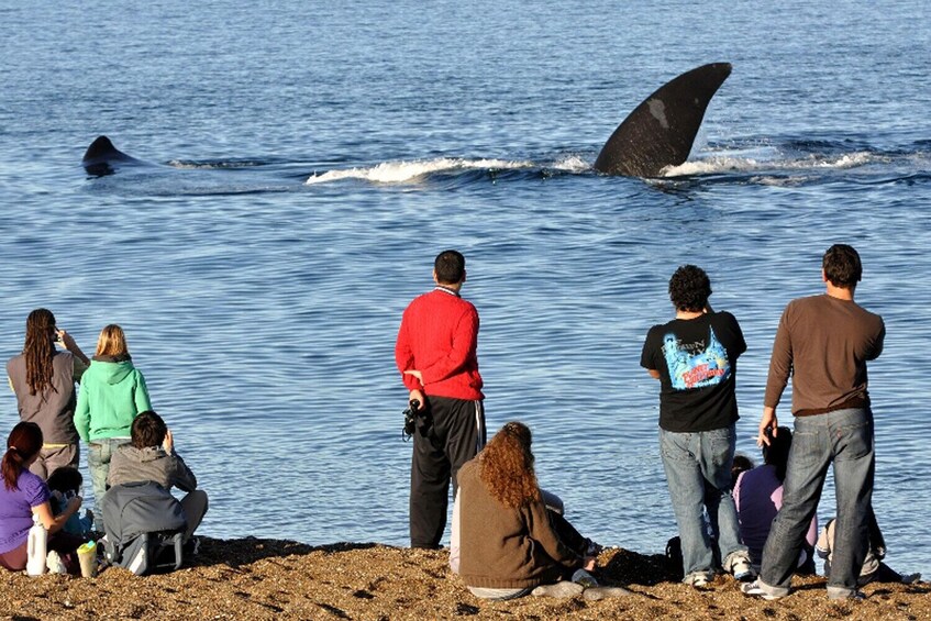 Un groupe de personnes observant des baleines dans l’océan. 3