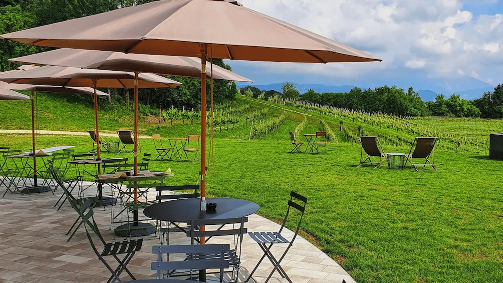 Conegliano: Prosecco Hills and Vineyards tour 2
