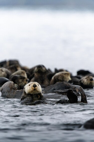 A group of sea otters floating on water with one otter prominently in the foreground. 3