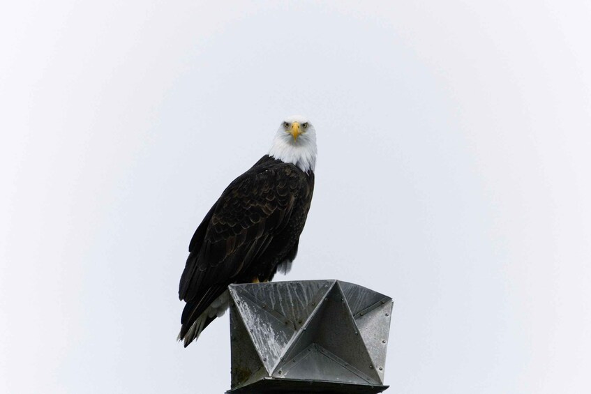A bald eagle perched on a metal structure. 5