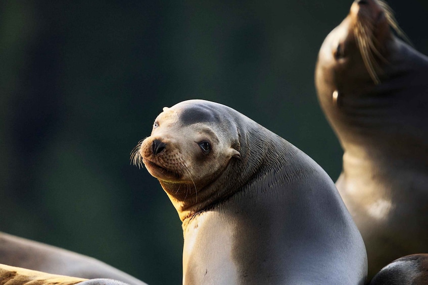 A seal with a smooth, light-colored coat, looking directly at the camera. 2