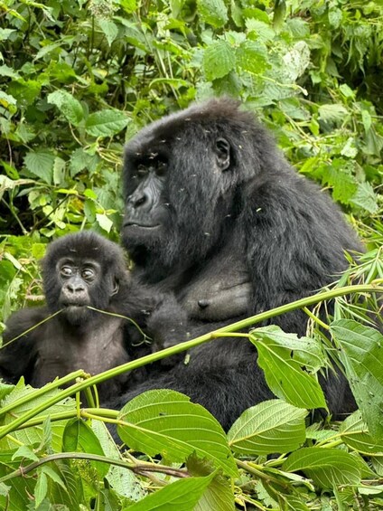 Picture 6 for Activity 1 Day gorilla trekking safari tour, volcanoes national park. 4