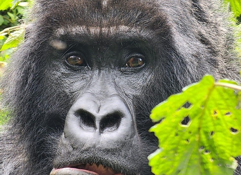 1 Day gorilla trekking safari tour, volcanoes national park. 1