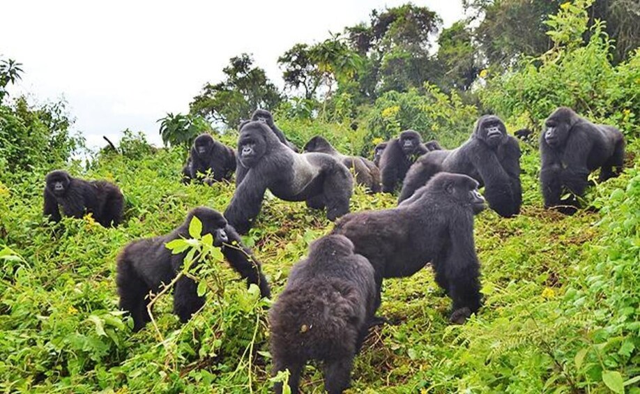 Picture 4 for Activity 1 Day gorilla trekking safari tour, volcanoes national park. 5