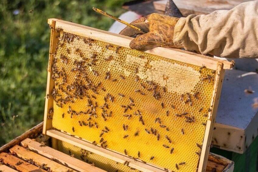 A beehive with a person wearing gloves handling it. 3