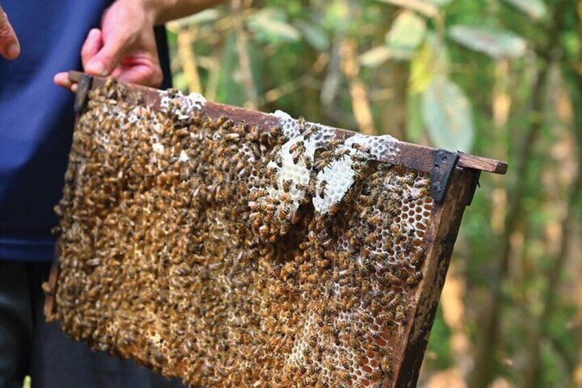 A person holding a beehive with a honeycomb structure. 2