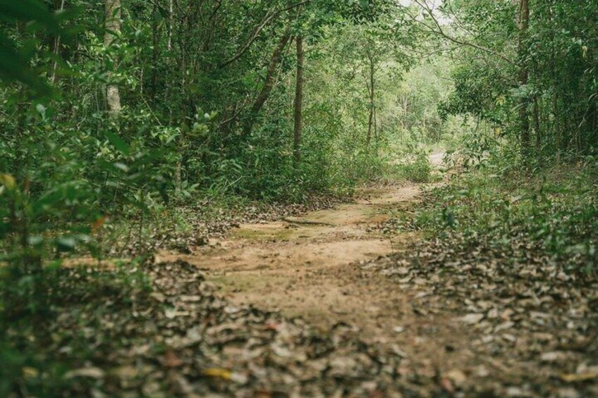 A forested dirt path surrounded by dense greenery. 5