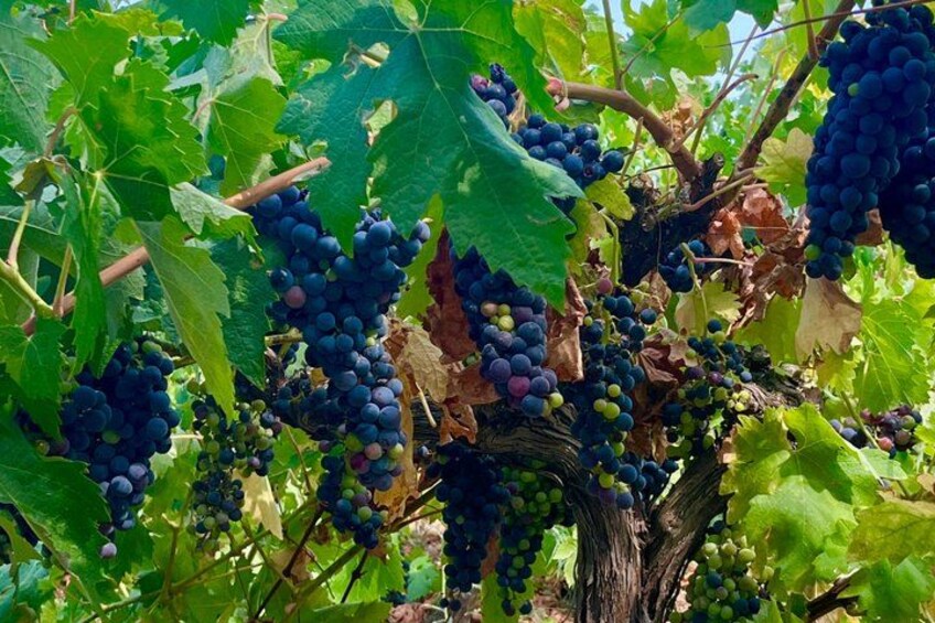 Alicante Premium Winery Tour with 7 Tastings and Expert Guide 4