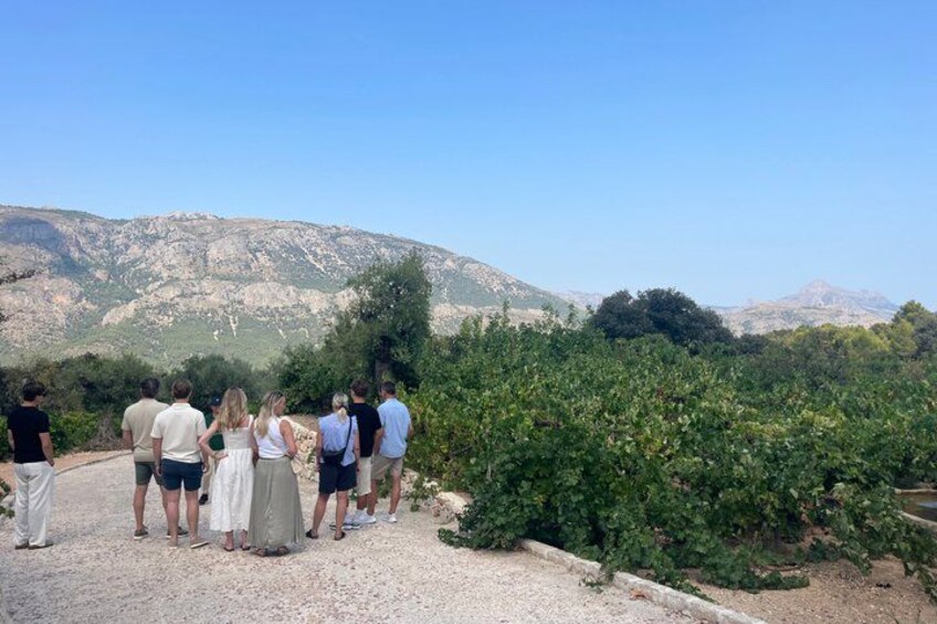 Alicante Premium Winery Tour with 7 Tastings and Expert Guide 3