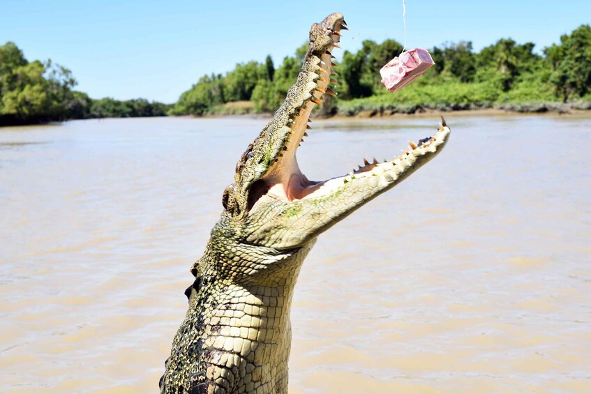 Picture 1 for Activity Darwin: Adelaide River Queen Original Jumping Crocodiles 2