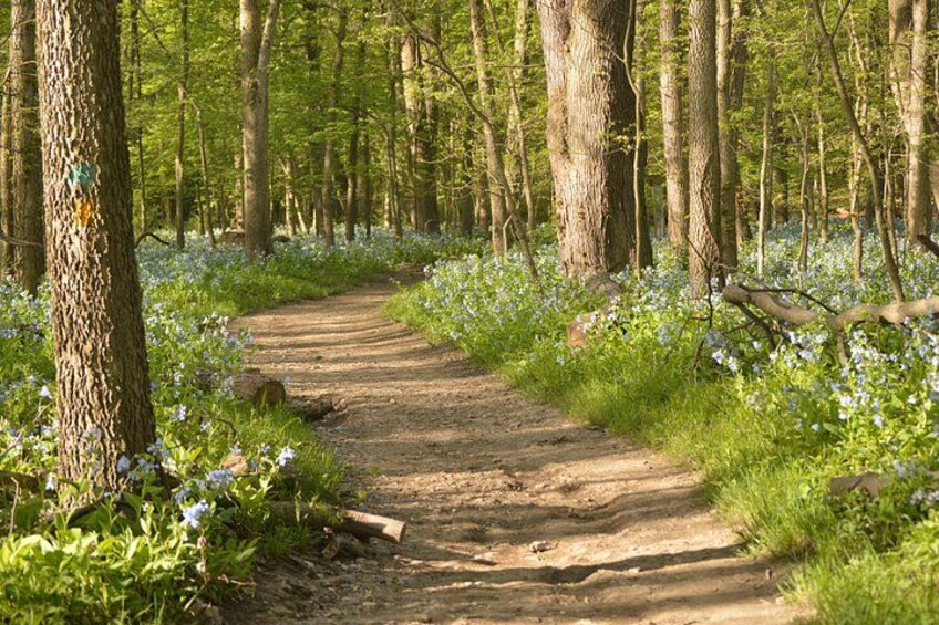 Un sentier forestier bordé d’arbres et parsemé de fleurs sauvages. 2
