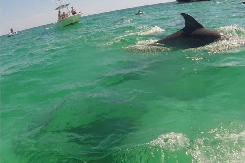 2-Hour Private Dolphin Boat Tour to Shell Island 2