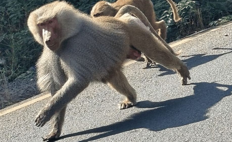 A monkey walking on a paved road with vegetation in the background. 2