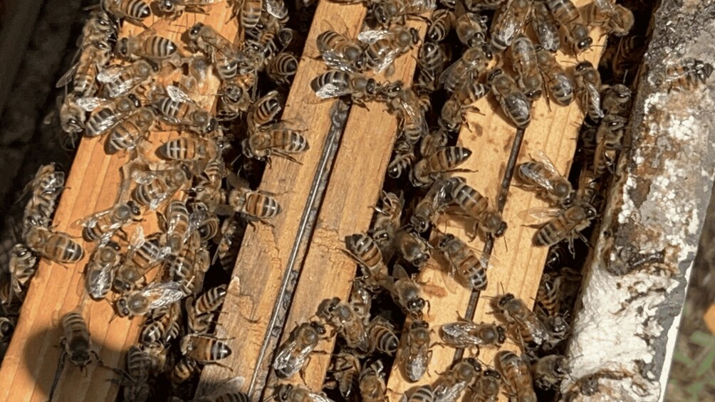 A beehive with bees on wooden frames. 4
