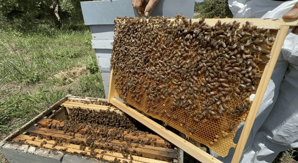 A beehive with a wooden frame and a honeycomb filled with bees. 5