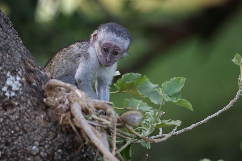 Un mono sentado en una rama de árbol con hojas verdes y enredaderas. 4