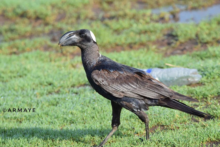 Un pájaro caminando sobre la hierba. 5