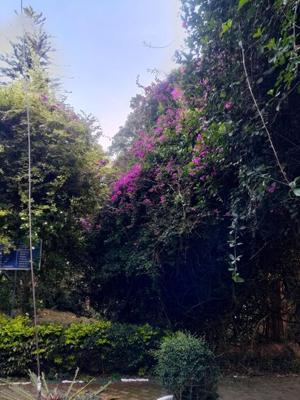 Picture 15 for Activity Nandi hills Day tour with breakfast From Bengaluru 5