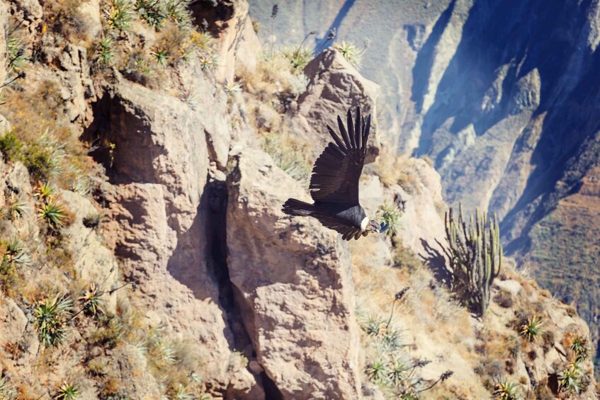 A bird flying over a rocky cliff with sparse vegetation. 5