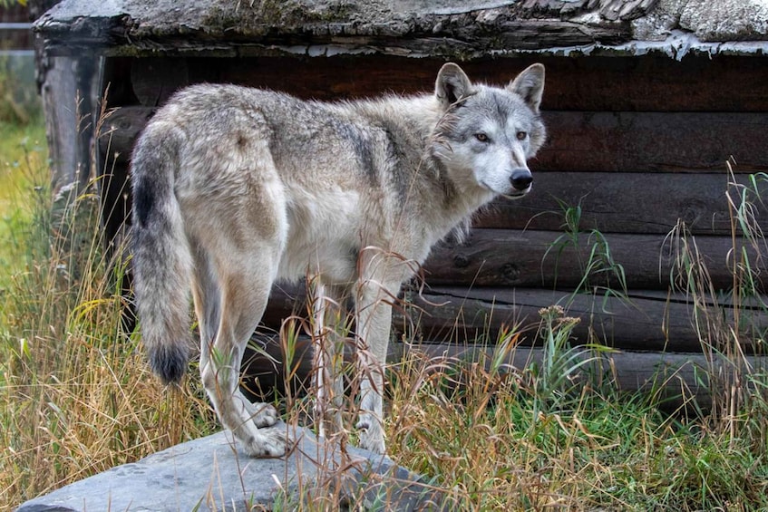 Picture 3 for Activity Anchorage: Scenic Tour to Wildlife Center 5