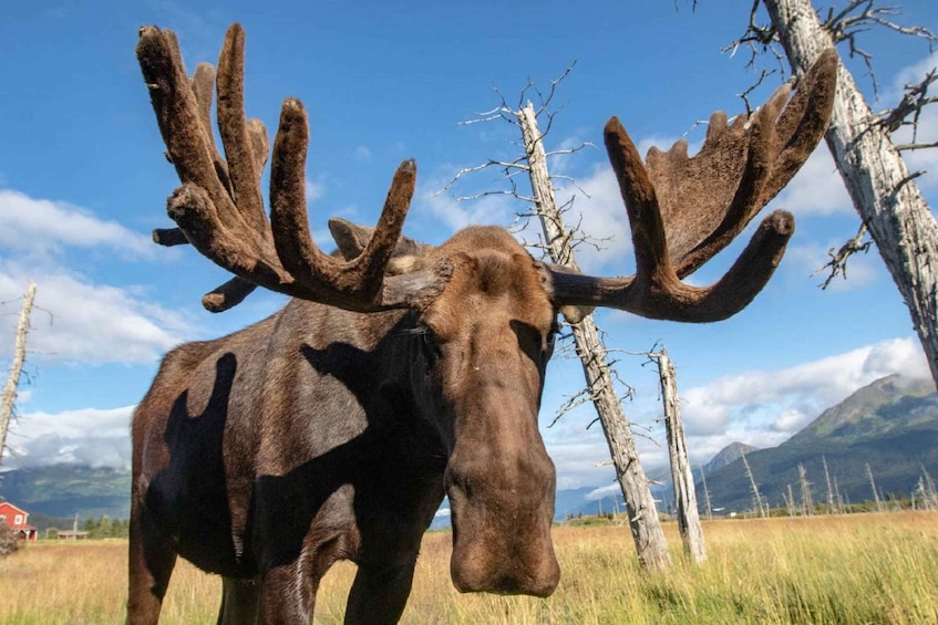 Picture 1 for Activity Anchorage: Scenic Tour to Wildlife Center 4