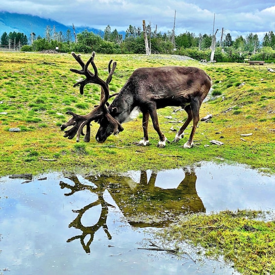 Anchorage: Scenic Tour to Wildlife Center 1