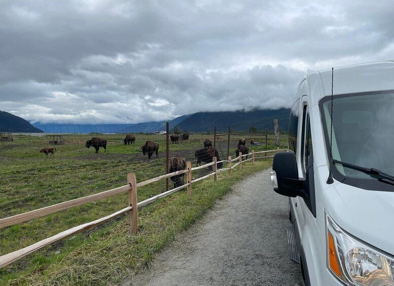 Picture 7 for Activity Anchorage: Scenic Tour to Wildlife Center 2