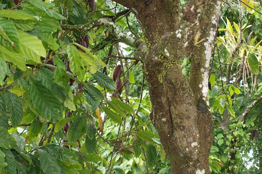 Peperpot hiking trail and historical tour 2