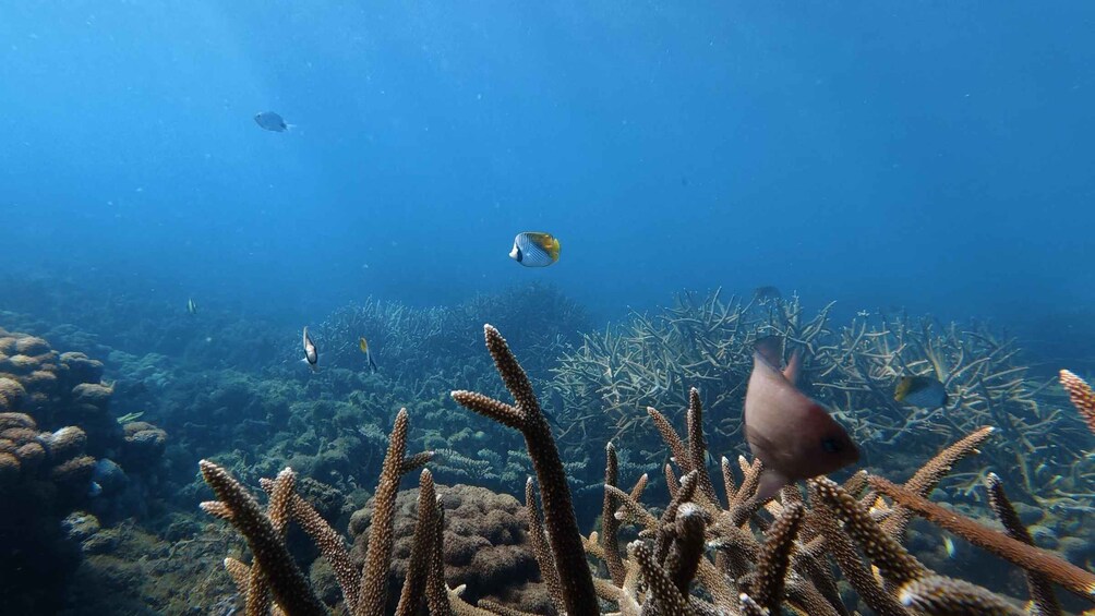 Picture 26 for Activity DAR ES SALAAM: MBUDYA ISLAND SNORKELING TOUR & BEACH VIBES 2