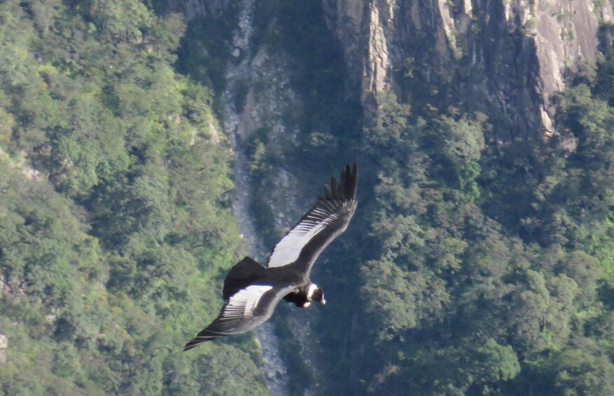 Picture 3 for Activity AREQUIPA: Classic Tour to the Colca Canyon 2 Days 1 night 5